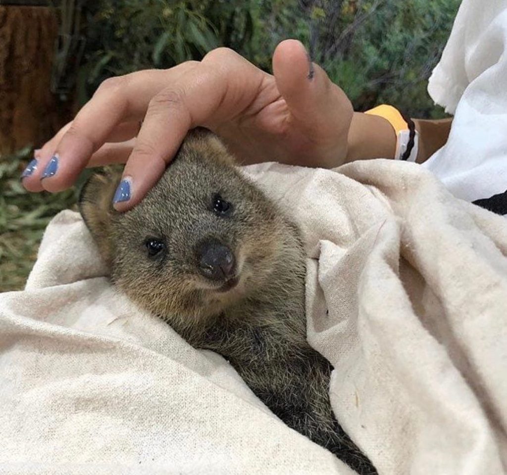 Kenalan Dengan Quokka Hewan Gemas Yang Murah Senyum