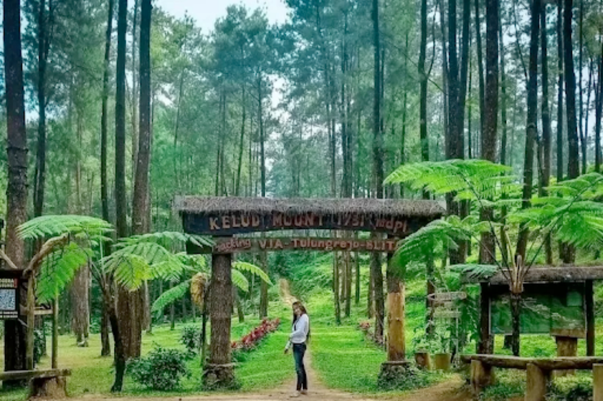 Hutan Pinus Di Bogor Untuk Menghabiskan Liburanmu