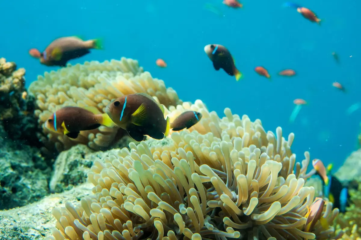 Snorkeling Pulau Tidung Daya Tarik Dan Beberapa Tipsnya