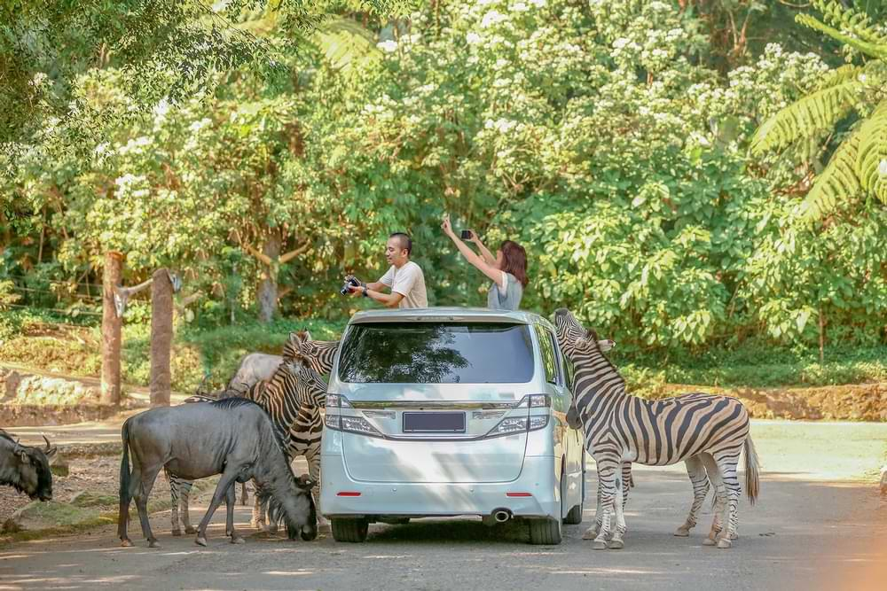 Liburan Sambil Edukasi Satwa Lewat Berbagai Aktivitas Di Taman Safari Bogor