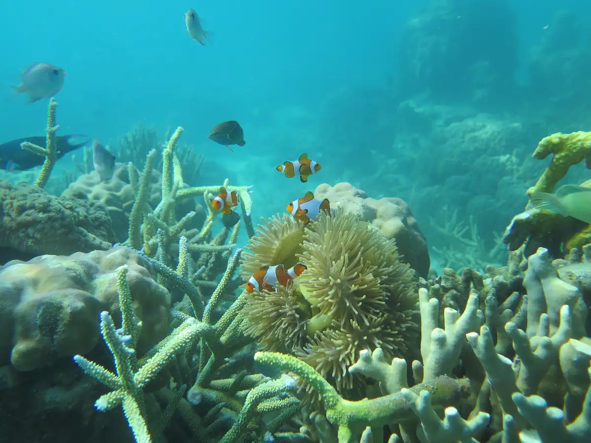 Snorkeling Karimunjawa Daya Tarik Rute 5 Spot Menariknya