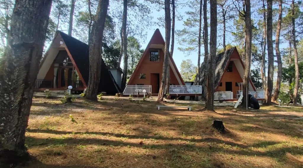 Rekomendasi Tempat Glamping Hutan Pinus Tercantik