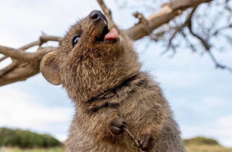 Kenalan Dengan Quokka Hewan Gemas Yang Murah Senyum