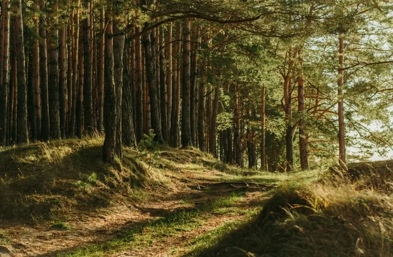 Rekomendasi Tempat Glamping Hutan Pinus Tercantik