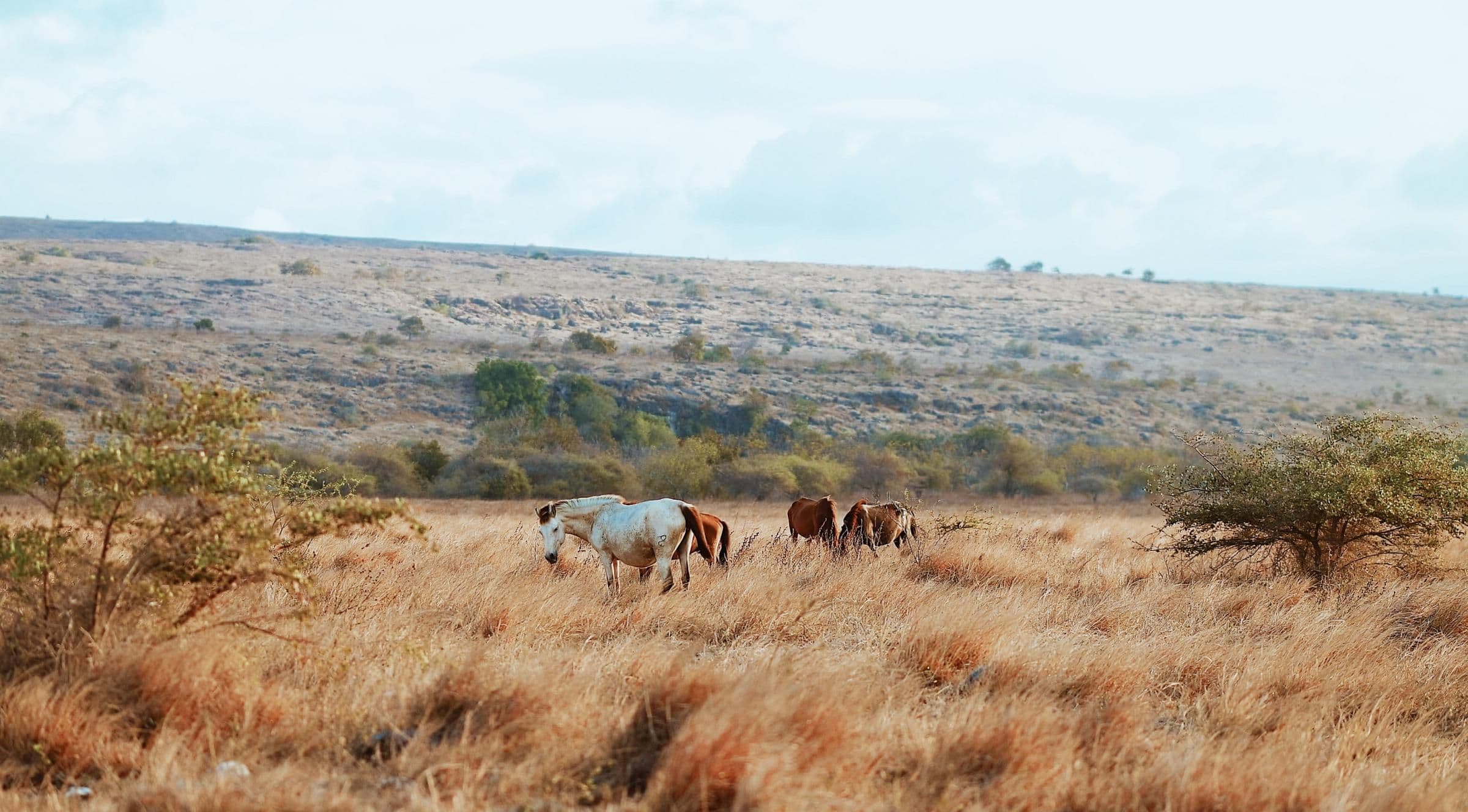 Inilah 7 Tempat Wisata di Sumba Timur Wajib Dikunjungi, Serasa Warga Lokal!