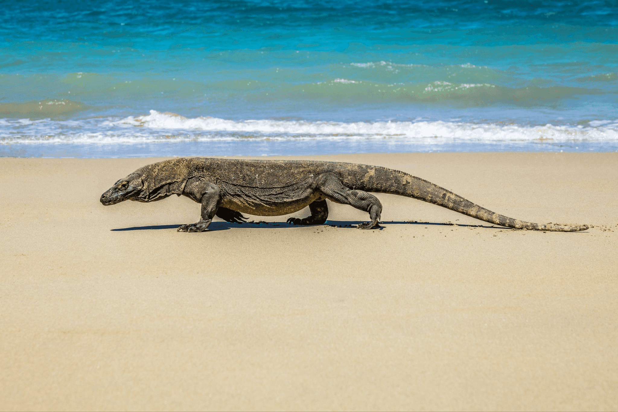 Pulau Komodo, Rumah Sang Naga Purba dan Surga Alam Indonesia