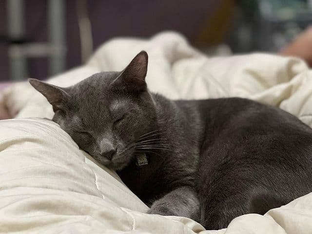 Siapa Sangka Kalau 7 Ras Kucing Lucu Ini Berasal Dari Indonesia?