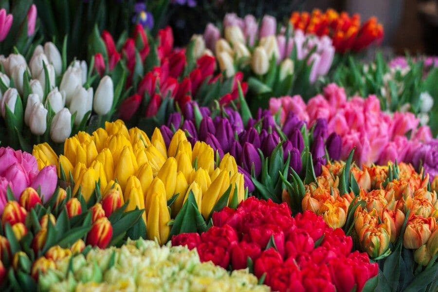 Fakta Bunga Tulip: 7 Hal Menarik yang Bikin Terkejut!
