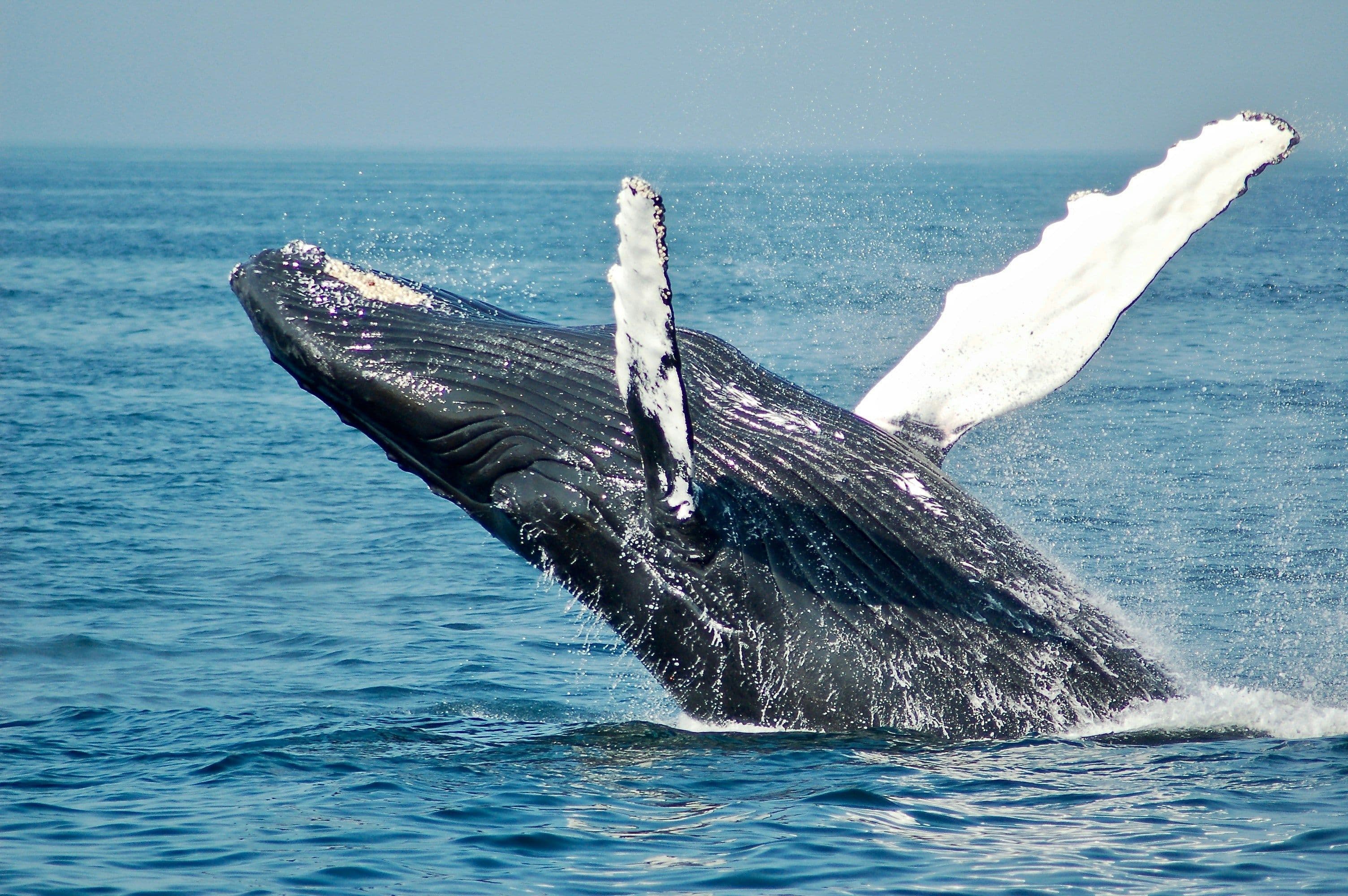Whale Watching Sydney: What Whales You Could See and the Best Time to Go
