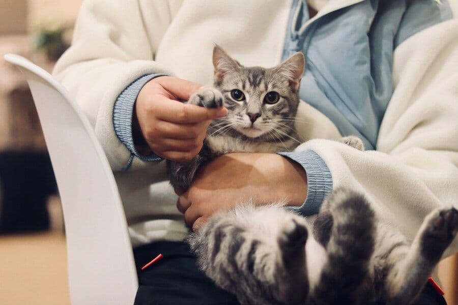 10 Cara Membawa Kucing Naik Pesawat untuk Si Pemula