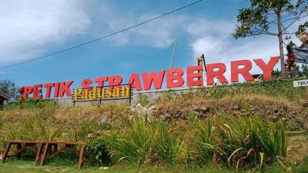 Bosan ke Kebun Kopi? 5 Aktivitas Petik Strawberry Padusan Ini Juga Seru!