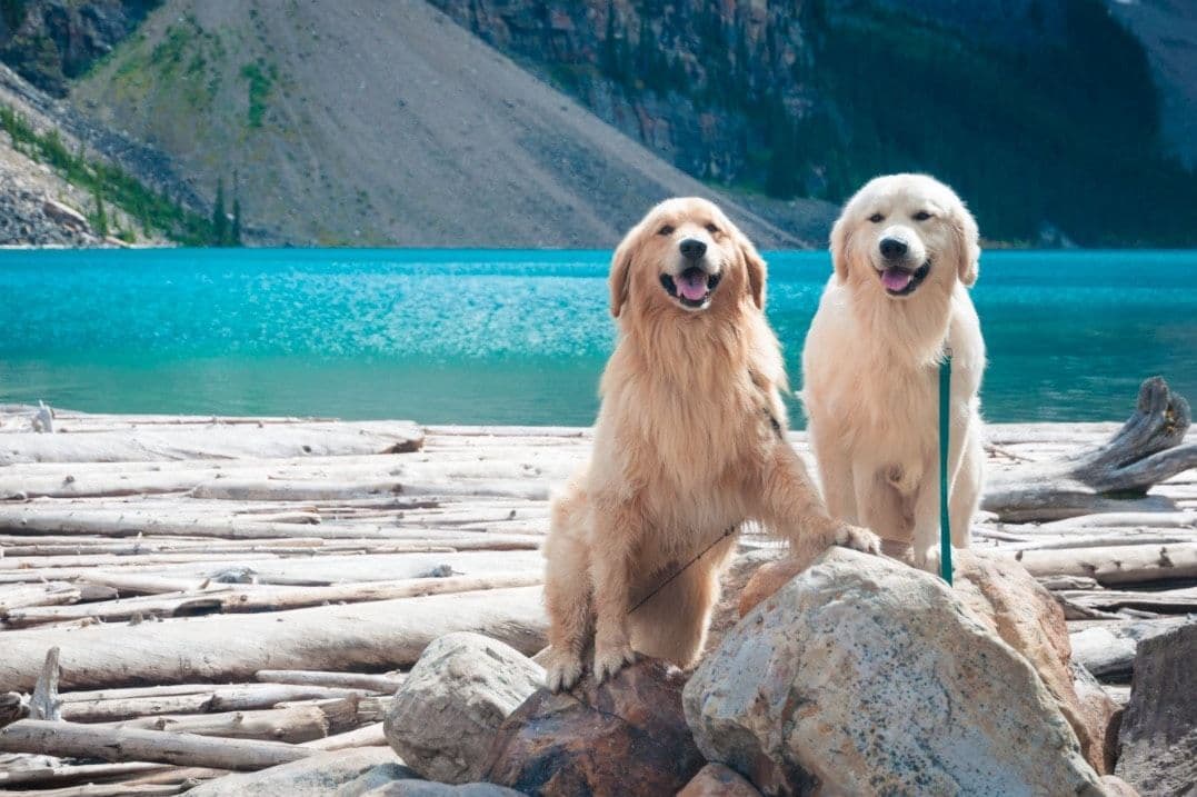 Kenali Keunikan dan Sifat Anjing Golden Retriever, Spesies Anjing Keluarga yang Ramah