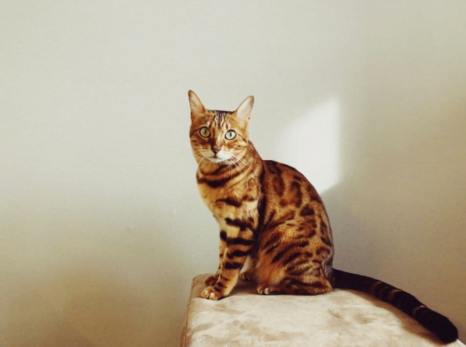 5 Kafe Kucing dan Kafe Anjing Buat Para Pencinta Hewan