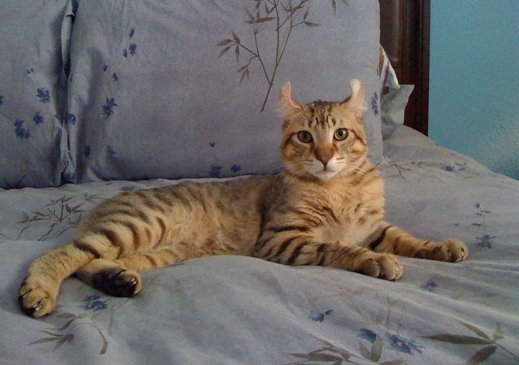 Nggak Takut Basah, 7 Jenis Kucing Suka Main Air Ini Cocok Kamu Pelihara!