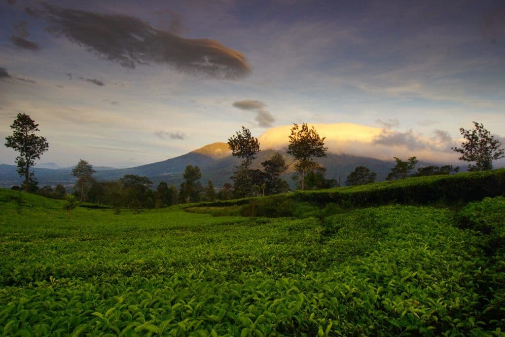 Sedang Butuh Healing? Yuk, Berkunjung ke Kebun Teh Tambi!