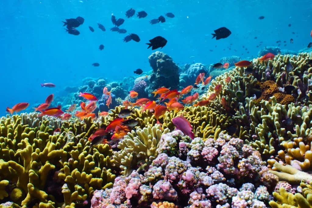 Review Pantai Saronde, Pantai Cantik di Pulau Saronde, Gorontalo!