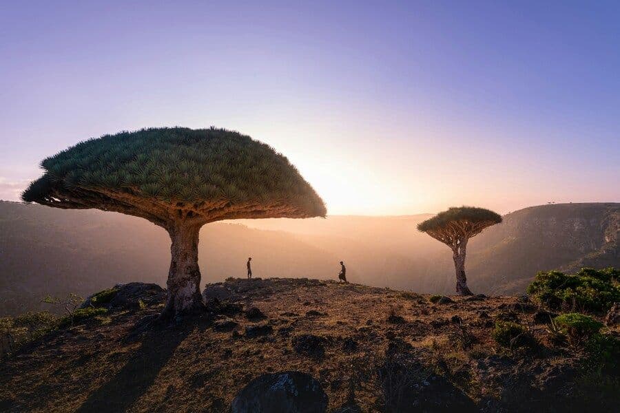 Pulau Socotra: Fakta Unik, Misteri, dan Panduan Berkunjung