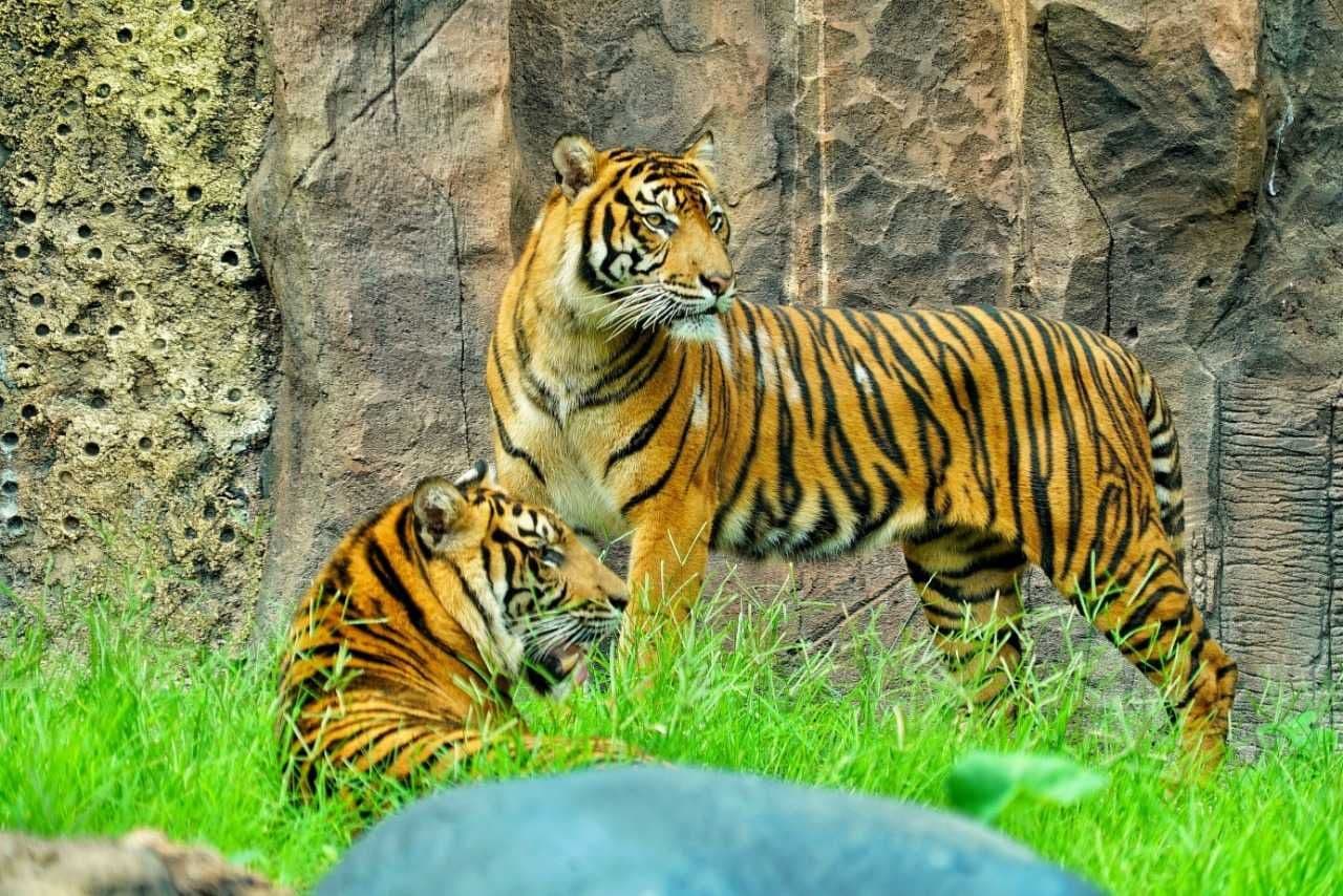 Bermain ke Taman Satwa Taru Jurug di Solo