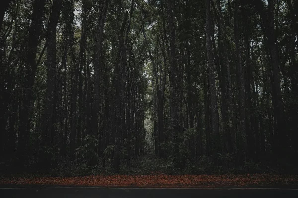 Taman Nasional Alas Purwo: Pesona Hutan Tertua di Ujung Timur Jawa