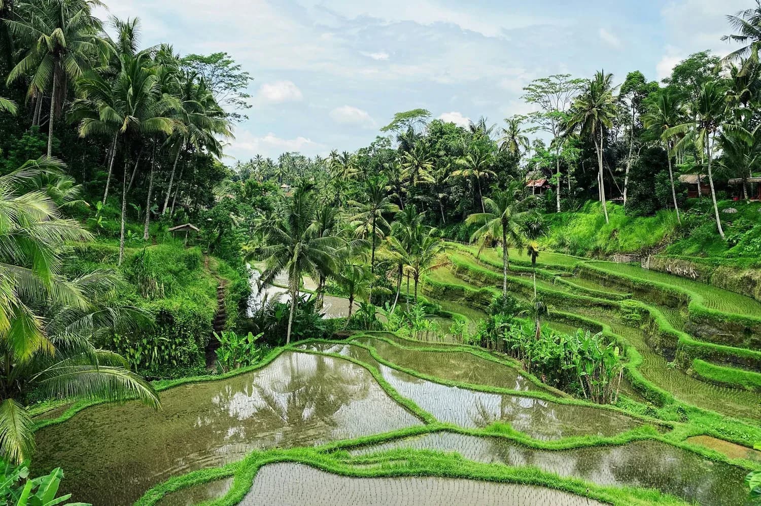 9 Top Things to Do in Ubud: The Ultimate Travel Guide
