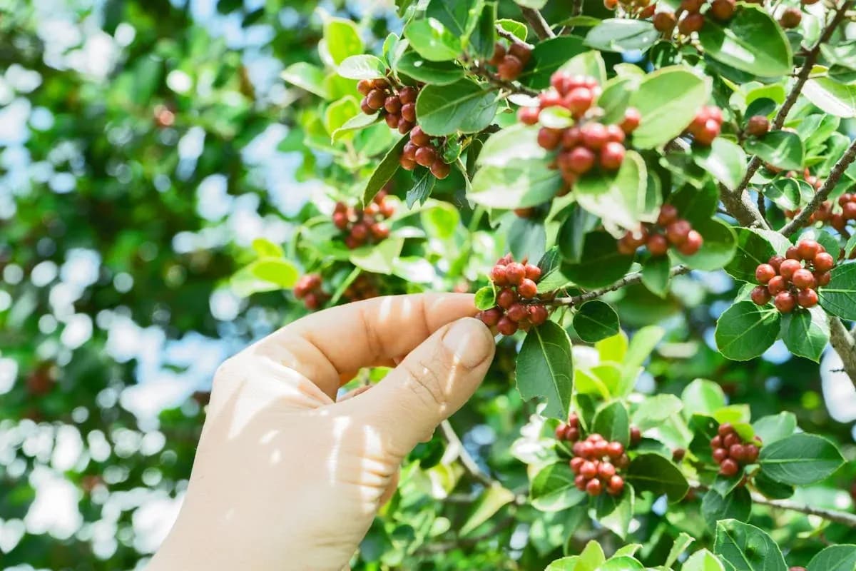 10 Negara Penghasil Kopi Terbesar di Dunia, Mana Favoritmu?