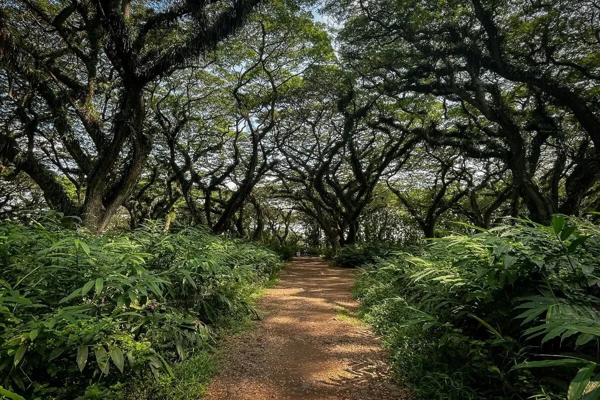 Pesona Hutan De Djawatan Banyuwangi: Mirip Dunia Fantasi!