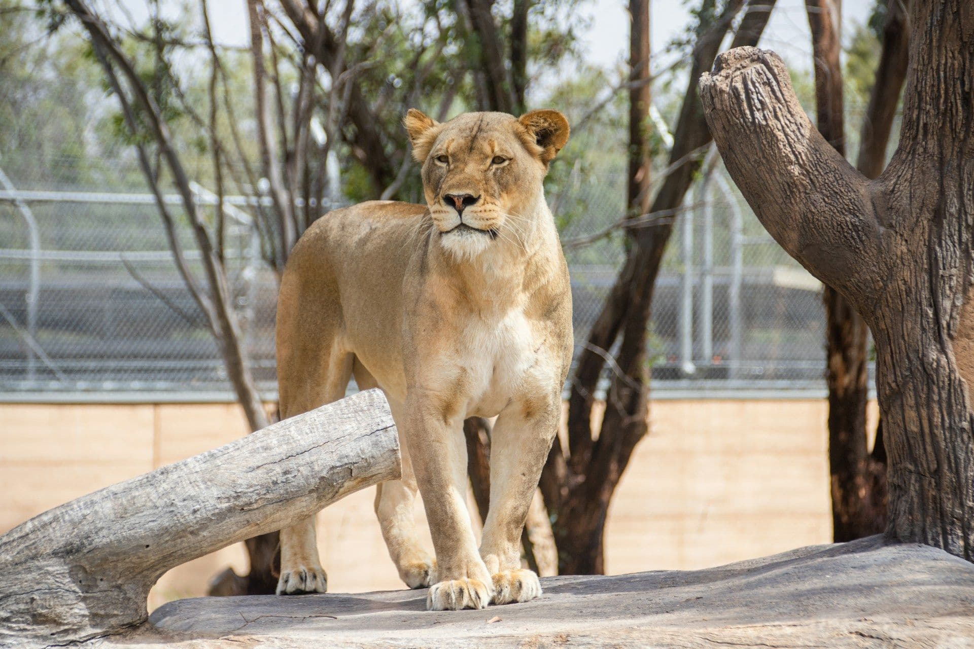 Why Dubbo Zoo Belongs on Your Travel Bucket List