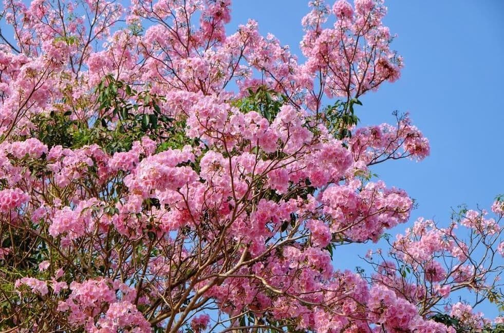 Menikmati Indahnya Bunga Tabebuya Layaknya Sakura di Surabaya