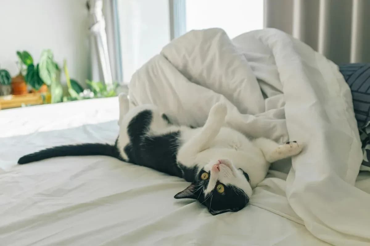 5 Hotel Pet Friendly Semarang, Nyaman & Fasilitas Lengkap!