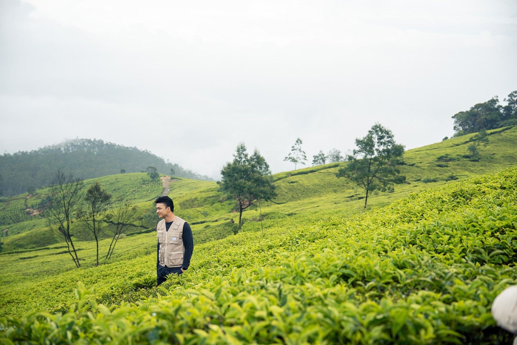 5 Aktivitas Seru di Kebun Teh Sukawana: Dari Jeep Adventure Hingga Glamping!