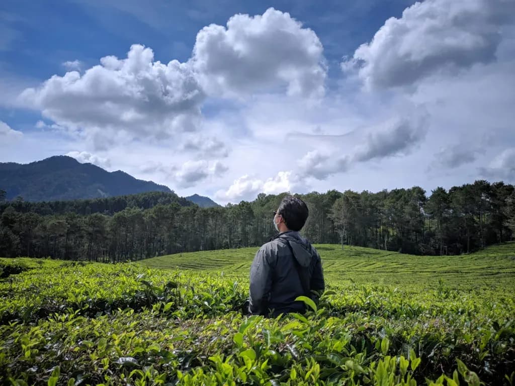 Sedang Butuh Healing? Yuk, Berkunjung ke Kebun Teh Tambi!