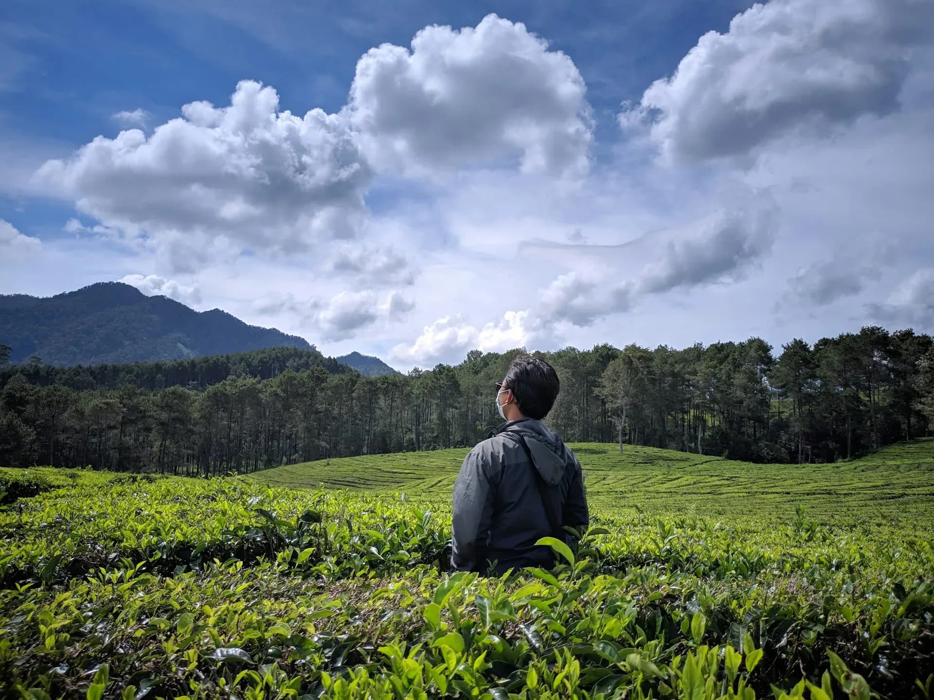 Menikmati Keindahan Kebun Teh Sukawana: Panduan Lengkap untuk Wisatawan