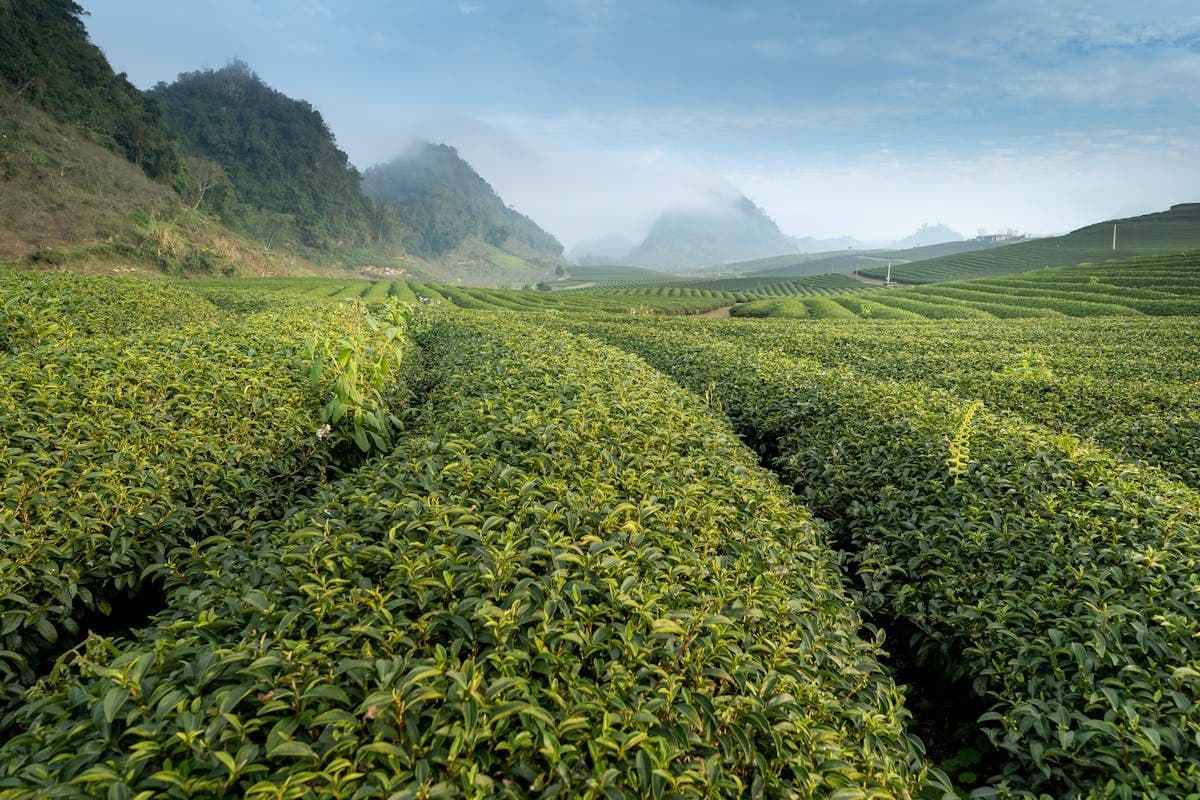 Penting! Perhatikan Ini Sebelum ke Kebun Teh Wonosari Malang