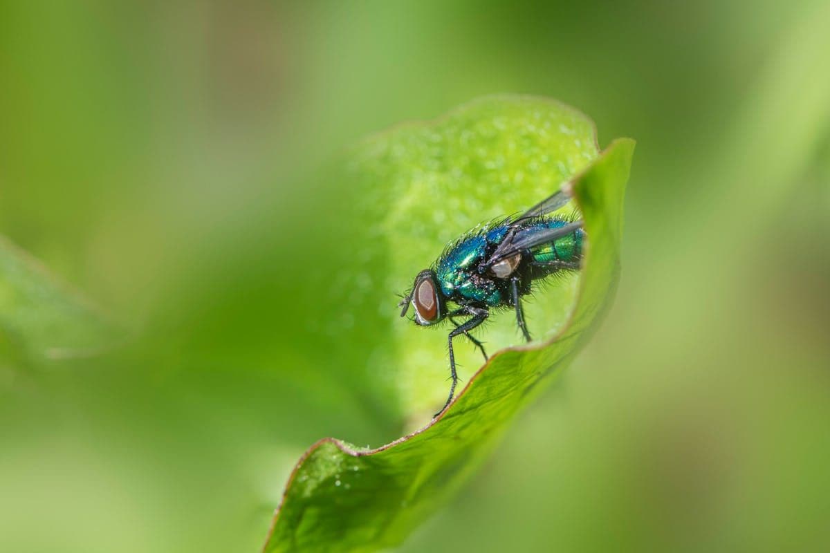 Kenapa Kintamani Banyak Lalat? Ini Penyebab dan Tips Menghindarinya