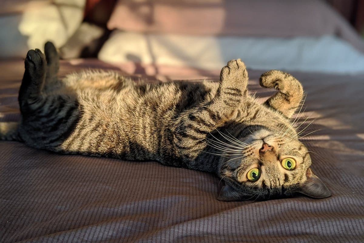 5 Rekomendasi Hotel Pet Friendly Malang