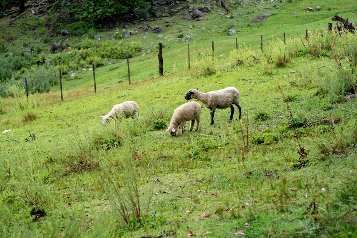Menggala Ranch, Wisata Alam Purwokerto yang Banyak Dombanya!
