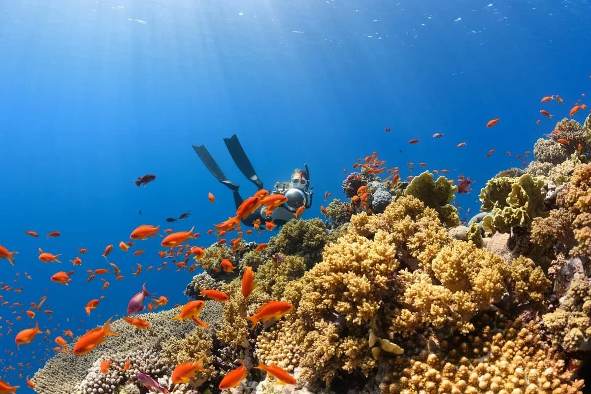 7 Spot Menyelam Terbaik di Taman Nasional Bunaken