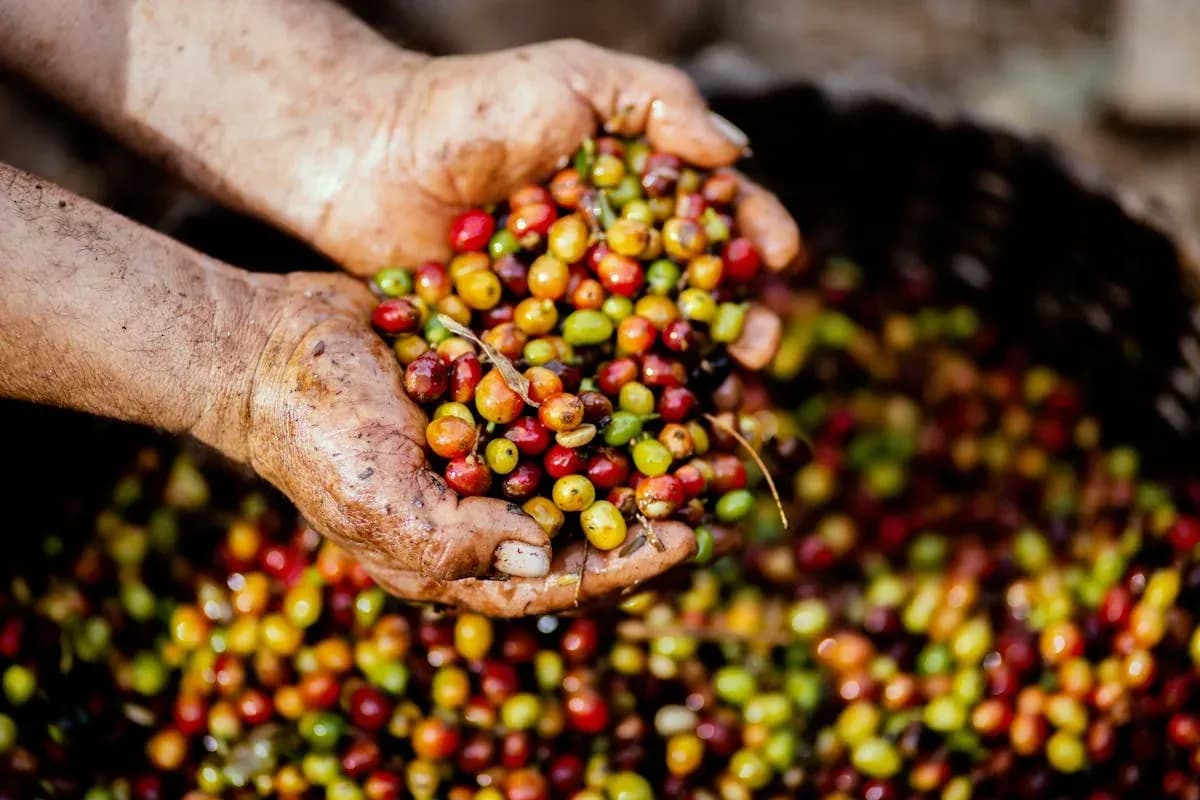 Serba-Serbi Kopi Kintamani, Hasil Bumi Kebanggaan Pulau Bali
