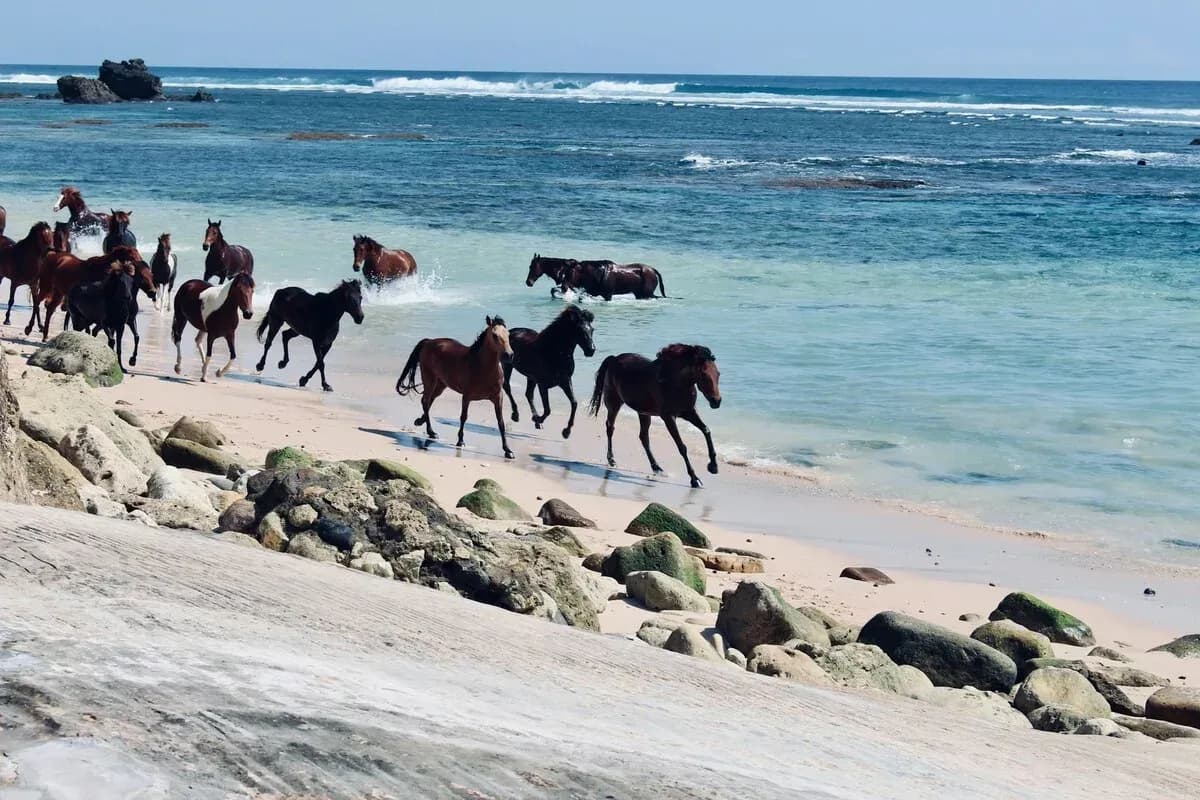 Pantai Nihiwatu, Pantai Terbaik Dunia dengan Ombak Spektakuler