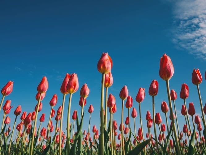 Tak Hanya Indah, Berikut Fakta-Fakta Tentang Bunga Tulip yang Perlu Kamu Ketahui