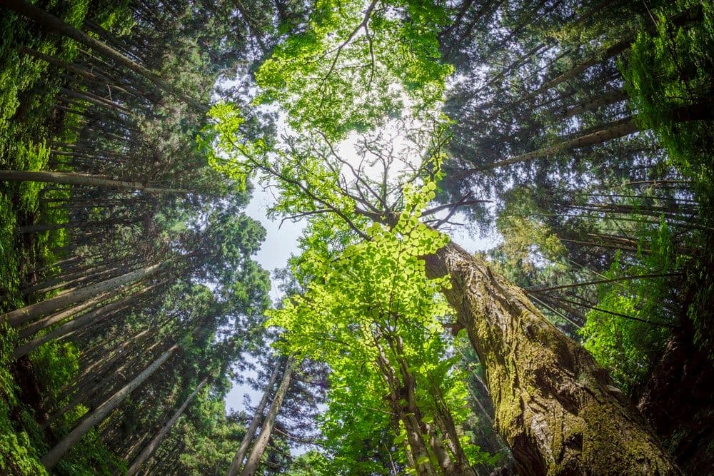 Mengenali Forest Bathing, Pengobatan Alternatif Alami Untuk Menjaga Kesehatan Tubuh