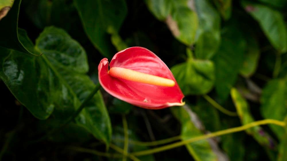 Si Merah Merona: 7 Tanaman Hias Berwarna Merah untuk Suasana Rumah yang Lebih Terang dan Romantis
