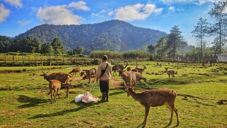 Serunya Menginap di Bobocabin Ranca Upas, Bandung