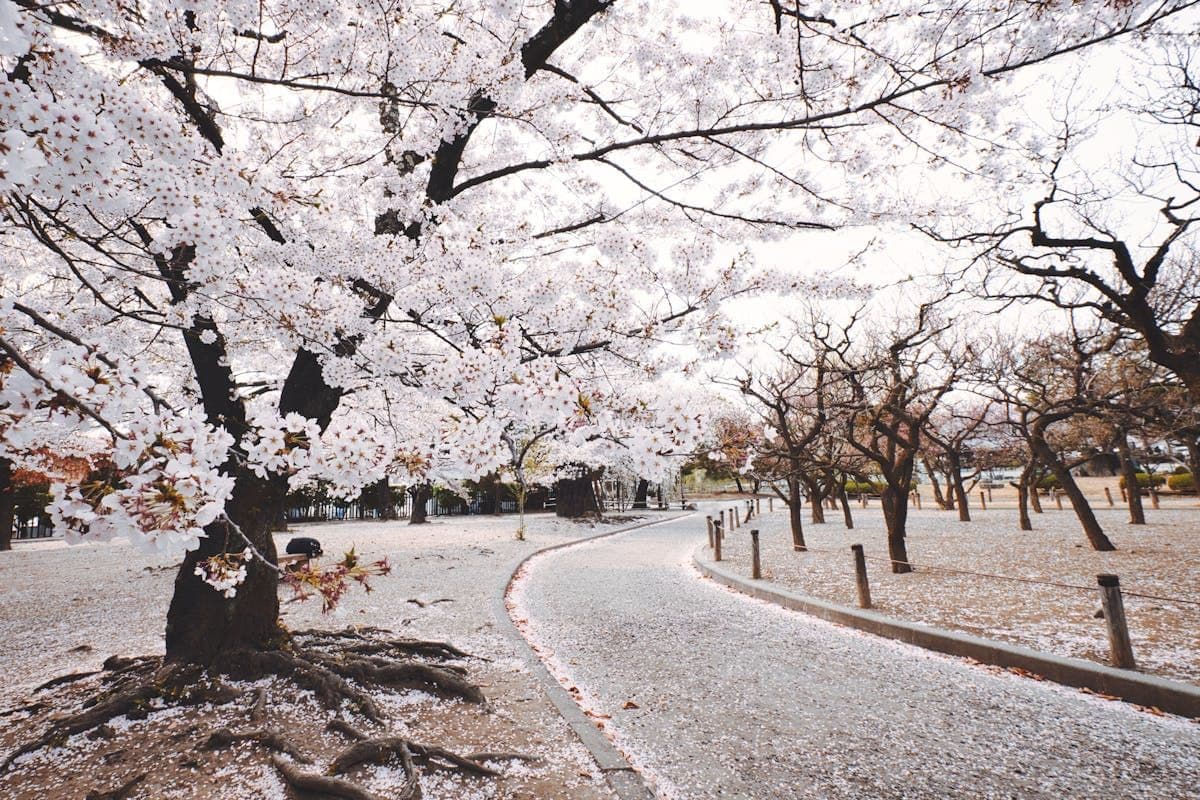 Istana Sakura, Destinasi Ala Jepang yang Ada di Blitar