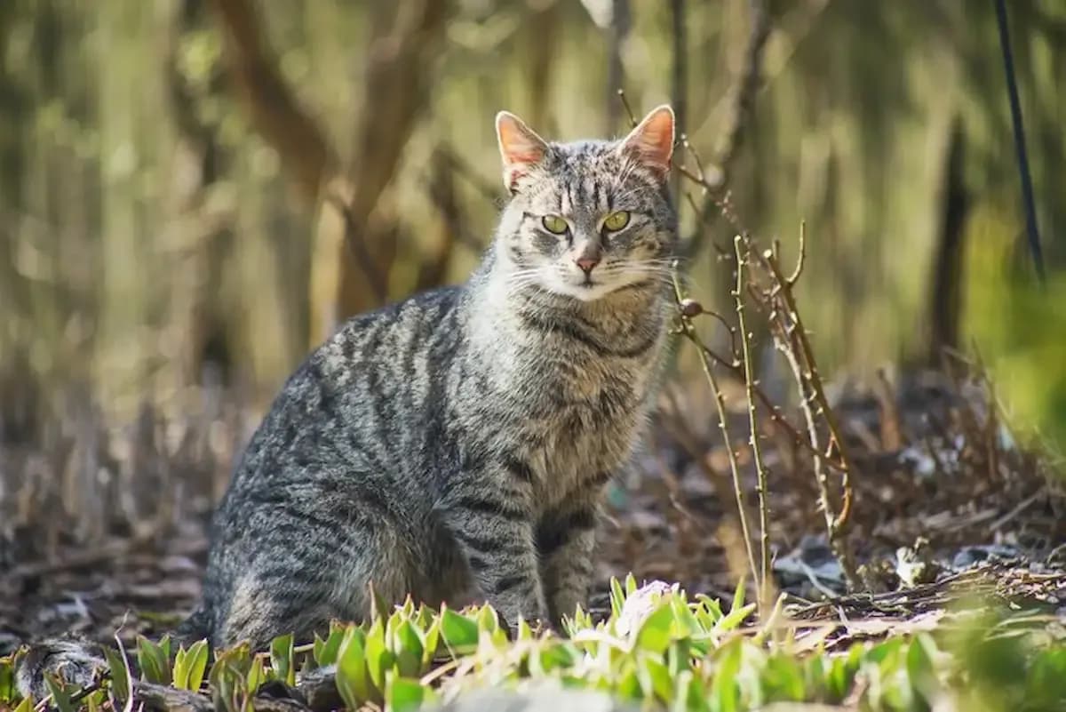 7 Kucing Lucu Indonesia yang Berasal dari Alam Liar