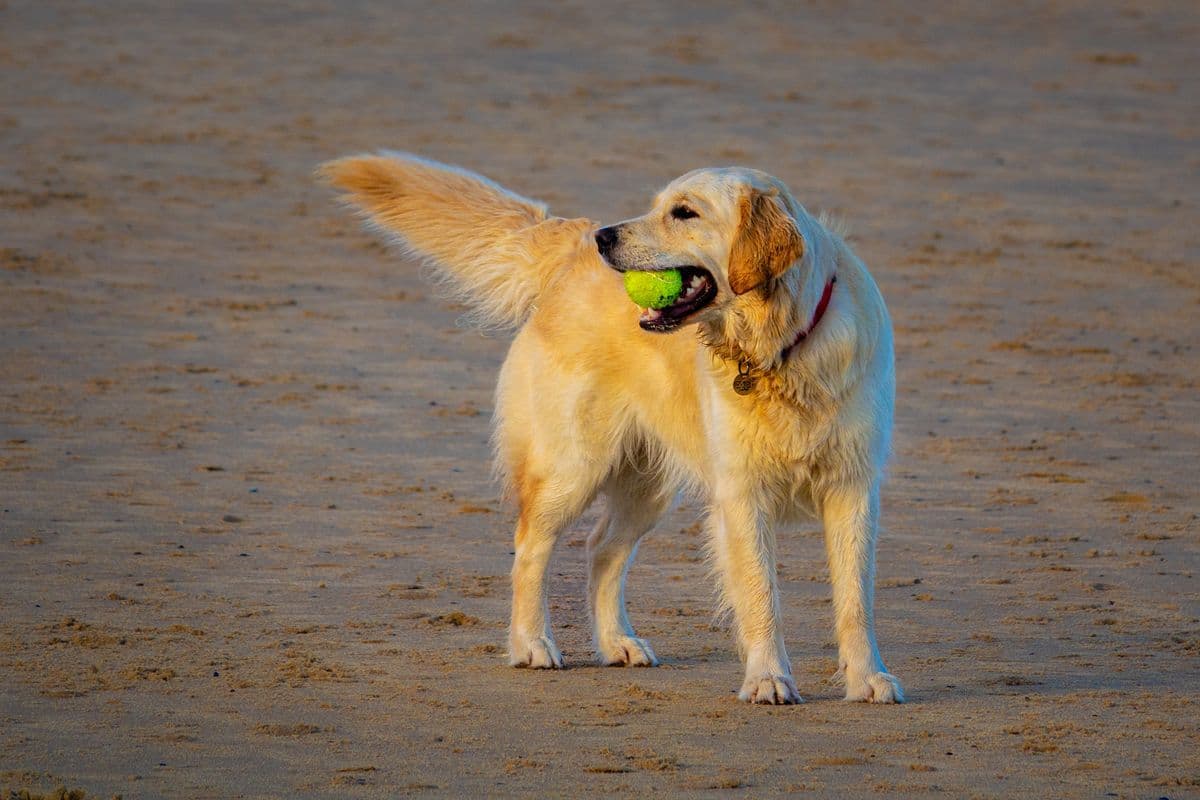 Kenali 5 Sifat Golden Retriever dan Cara Merawatnya