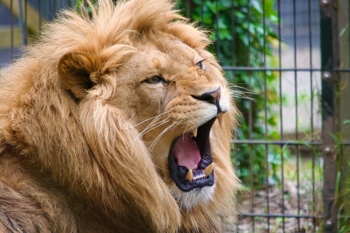 Liburan ke Solo Safari: Aktivitas, Rute Lokasi, dan HTM Terbaru