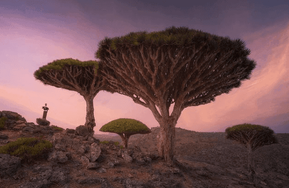 Terisolasi Sejak 20 Juta Tahun yang Lalu, Ini Dia Misteri “Pulau Alien” Bernama Socotra