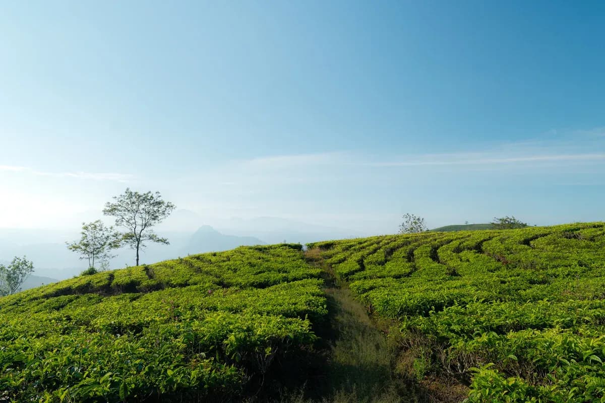 24 Hours in Pangalengan: 7 Best Places for an Unforgettable Trip!