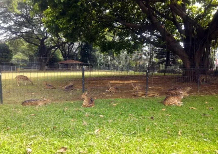 4 Fakta Menarik Mengenai Rusa Istana Bogor